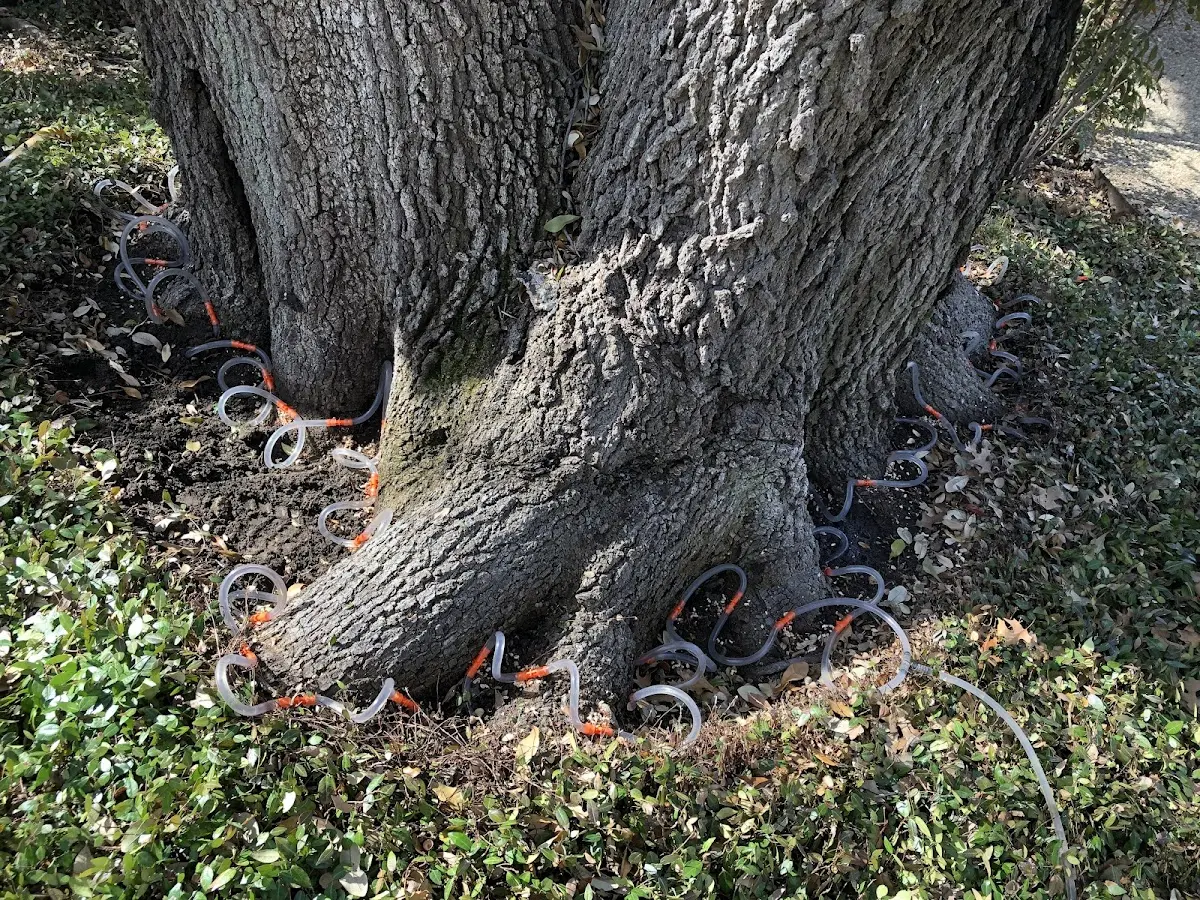 Detailed Tree Cabling and Bracing job site in Paris Crossing