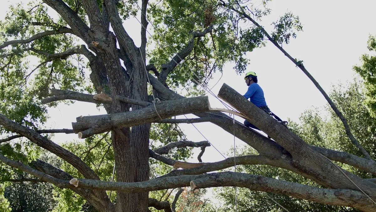 Professional Crown Thinning performed by certified arborists in Paris Crossing