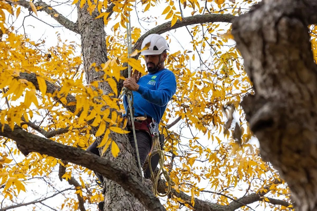Skilled Tree Planting crew working in Paris Crossing